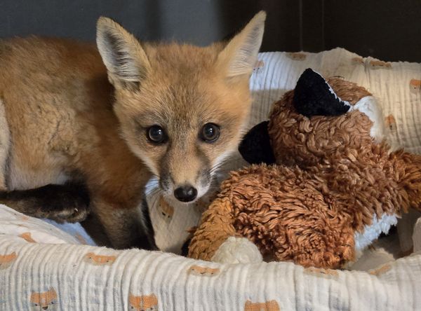 NC Wildlife Rehab Ltd