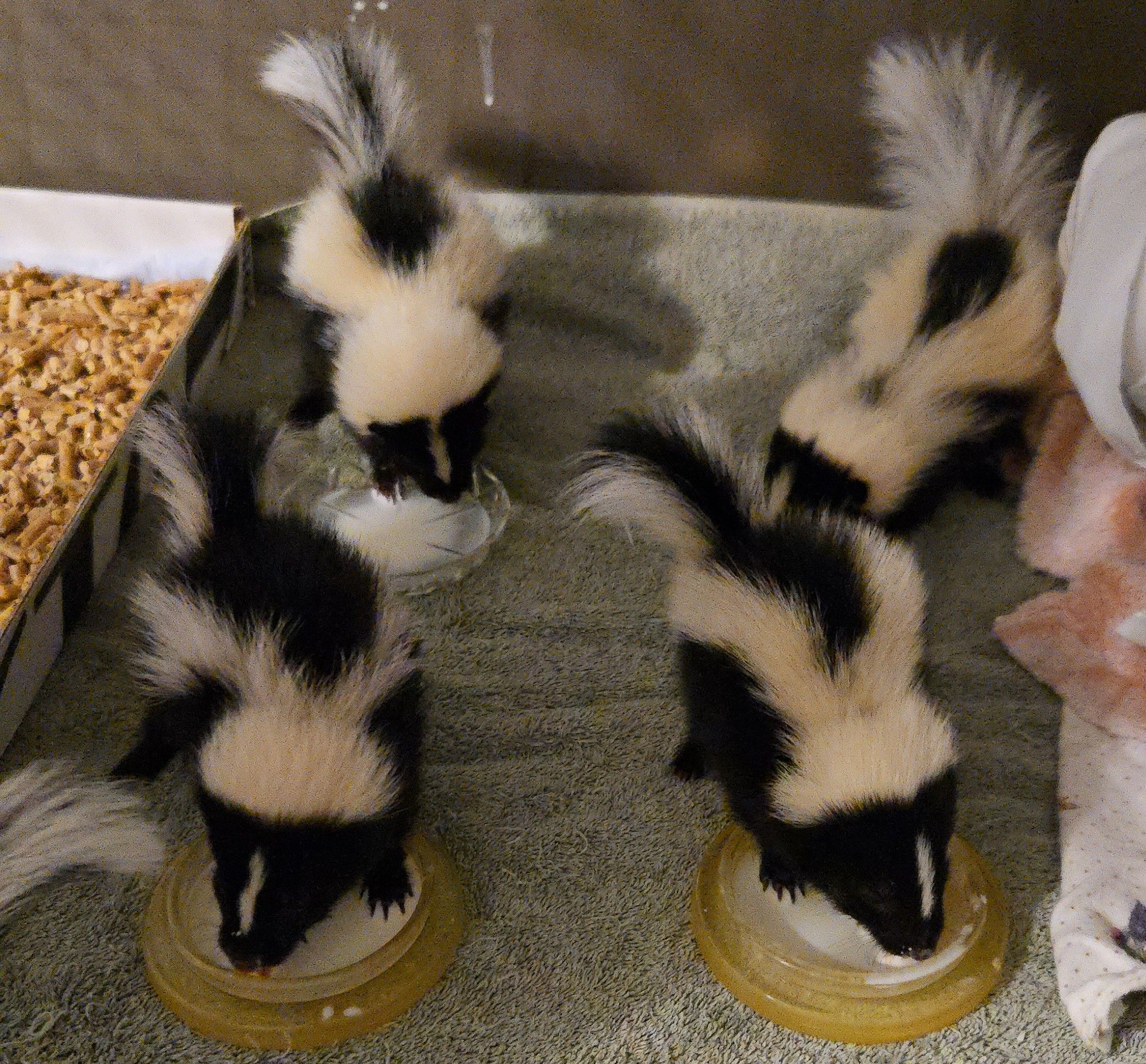 NC Wildlife Rehab Ltd