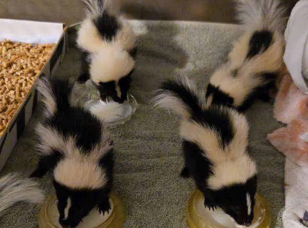 NC Wildlife Rehab Ltd