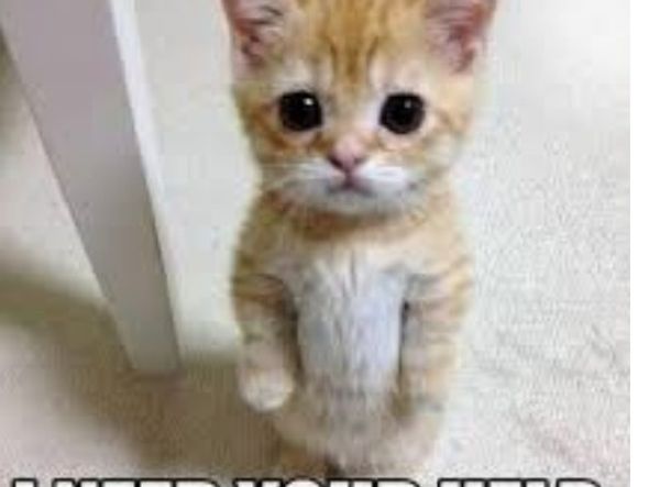 Hull Neutering Scheme