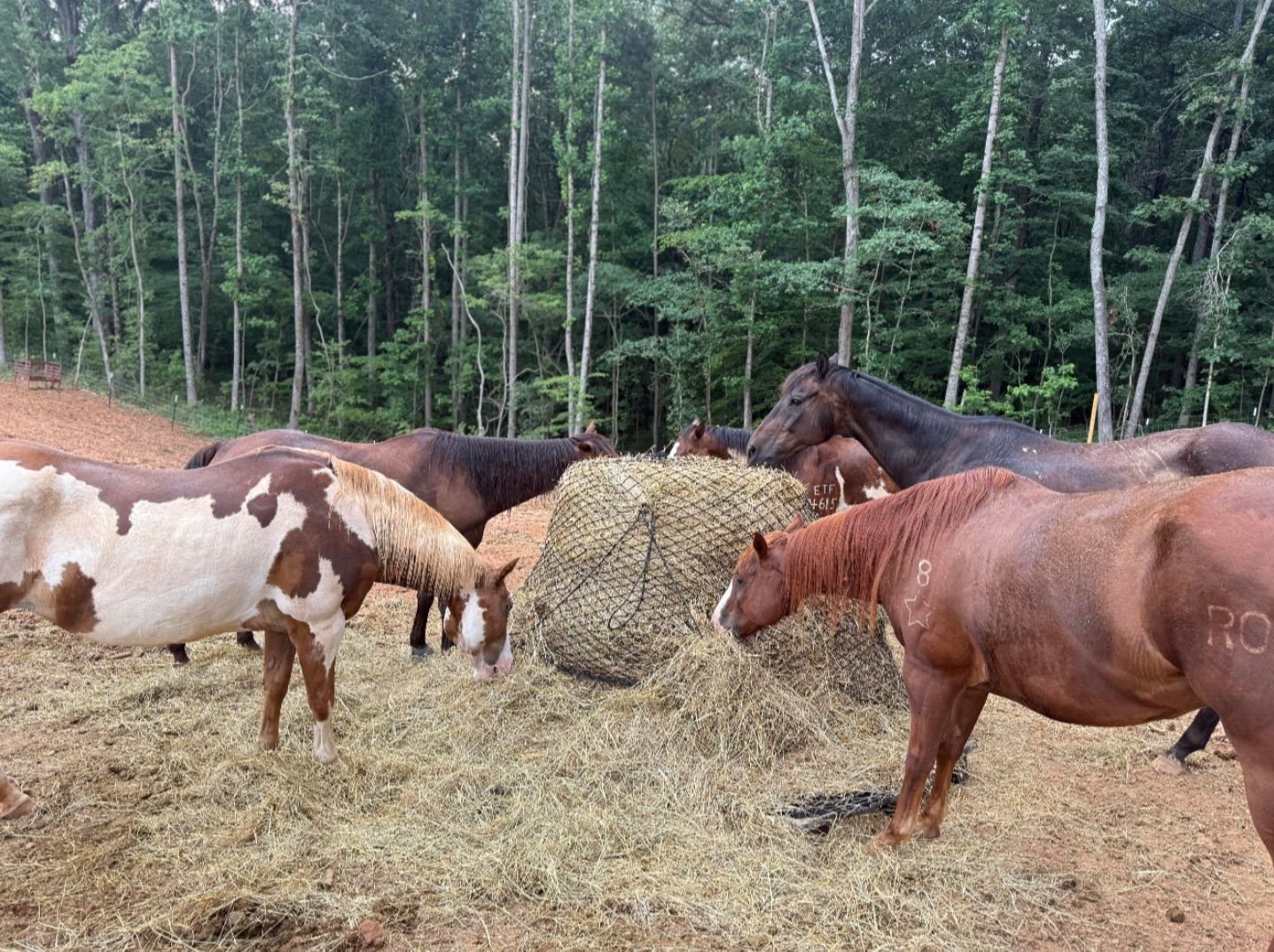 Blue Line Ponies, Inc