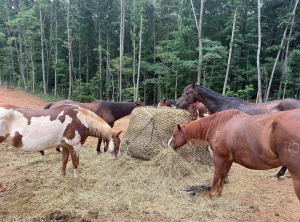 Blue Line Ponies, Inc