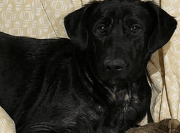 Meant 2B Loved Pet Rescue Society