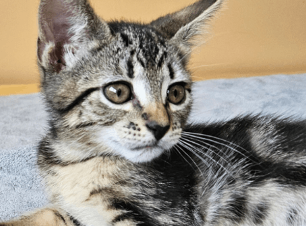 Meant 2B Loved Pet Rescue Society