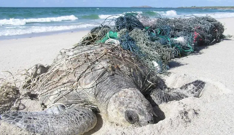 OceanEarth Foundation