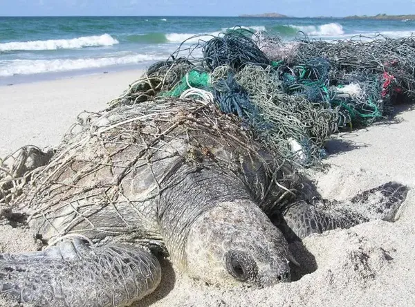 OceanEarth Foundation