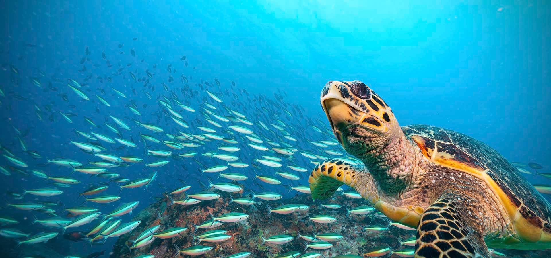 OceanEarth Foundation