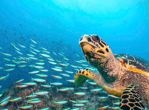 OceanEarth Foundation