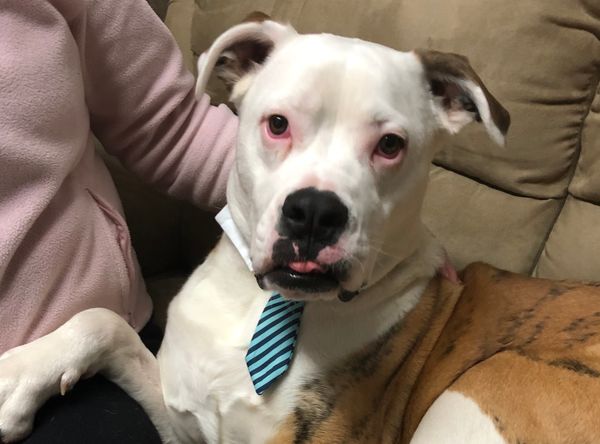 Ollie’s Legacy Incorporated