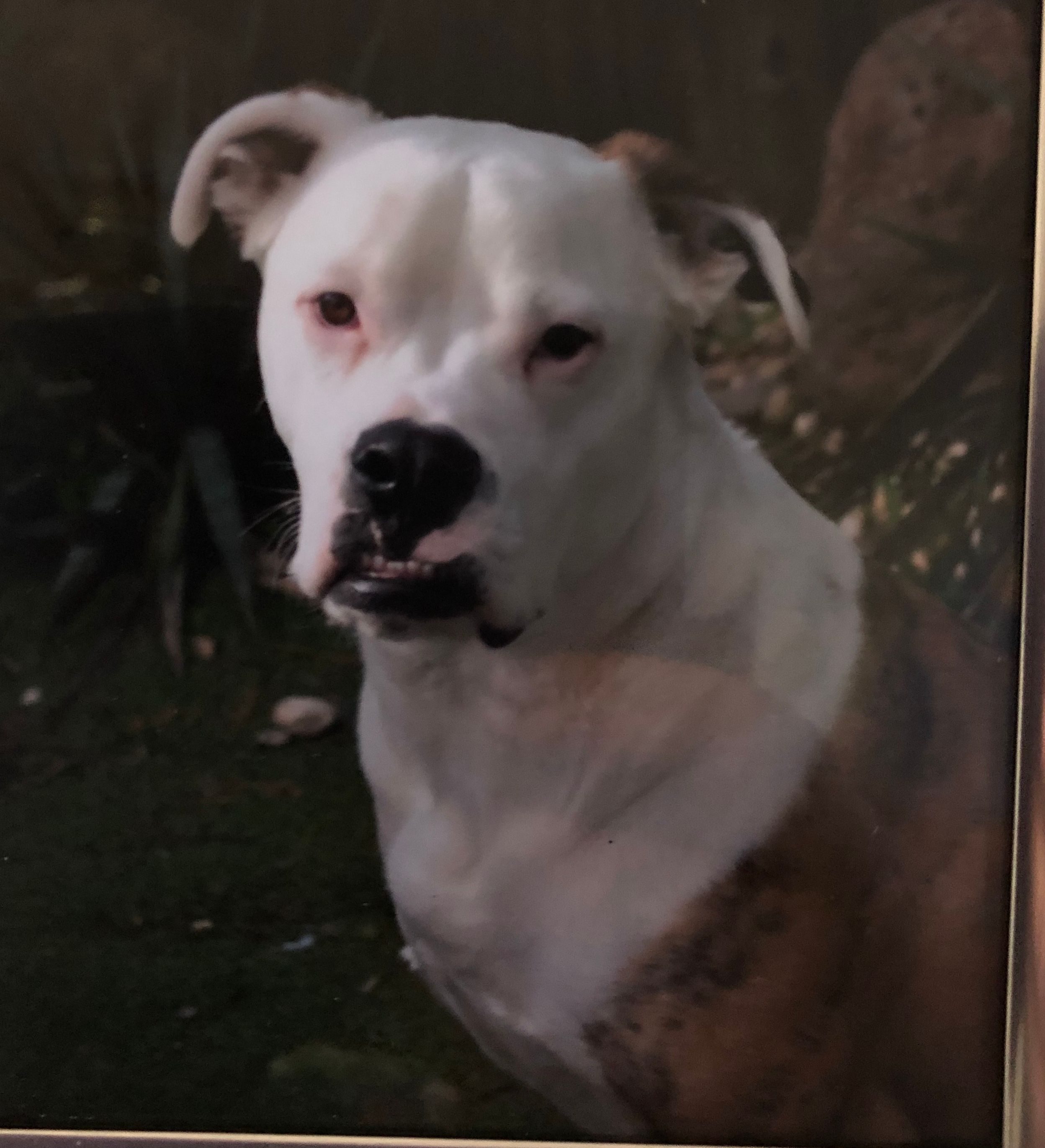 Ollie’s Legacy Incorporated