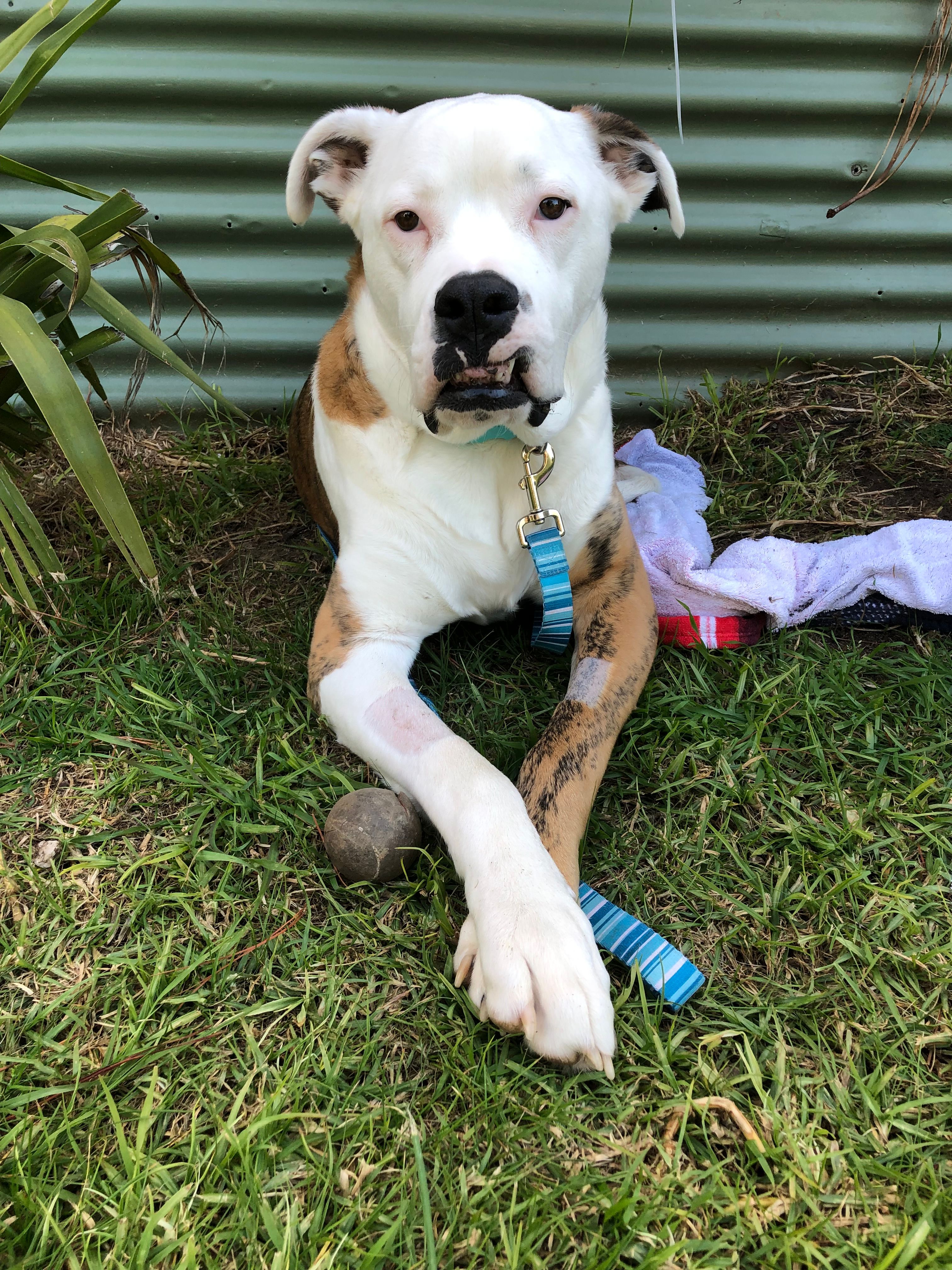 Ollie’s Legacy Incorporated