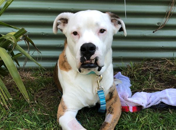 Ollie’s Legacy Incorporated