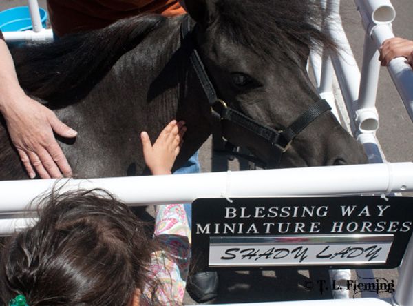 Equine Learning and Literacy Advocates 501c3