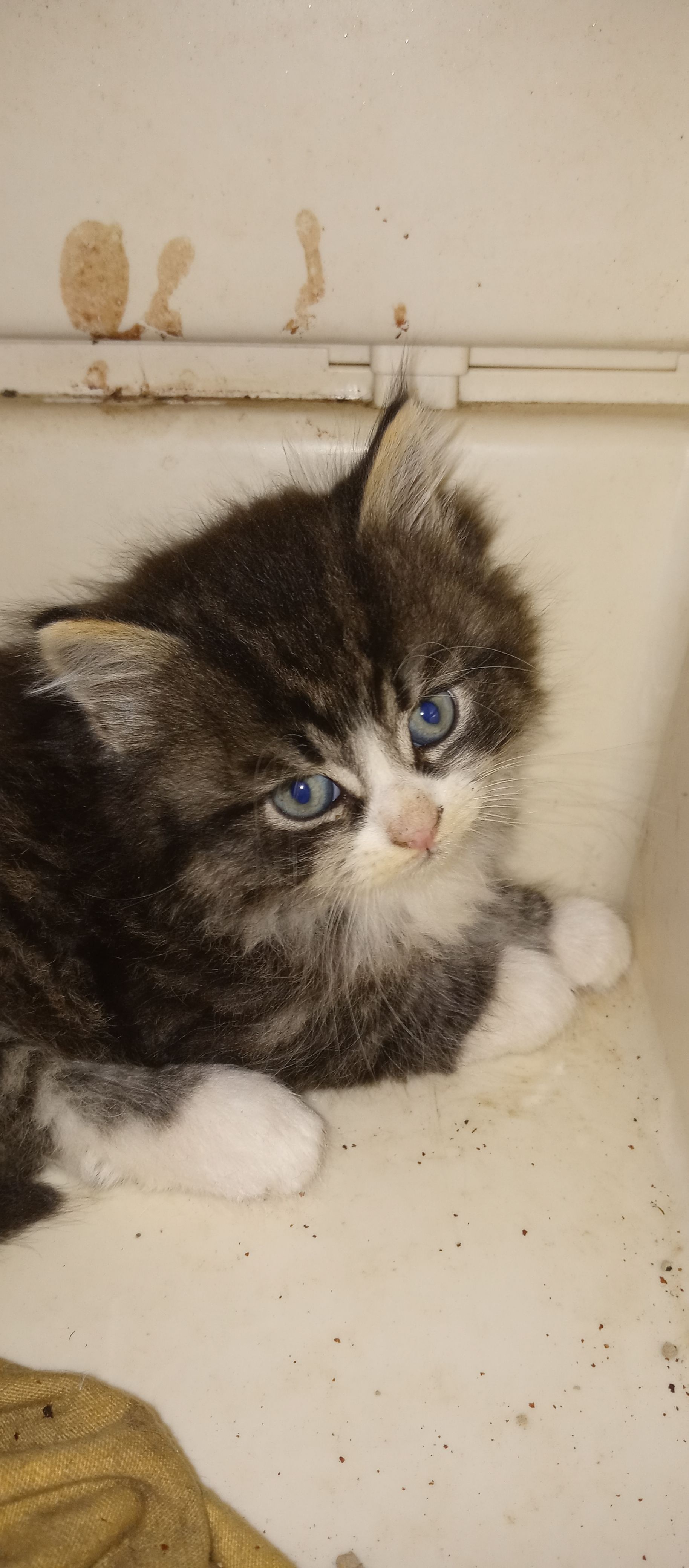 Tommy’s Feral Feline Friend’s