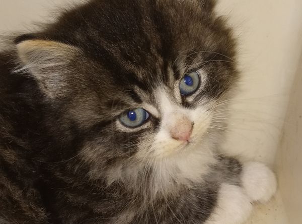 Tommyās Feral Feline Friendās