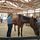 Dreamcatchers Equine Rescue Inc