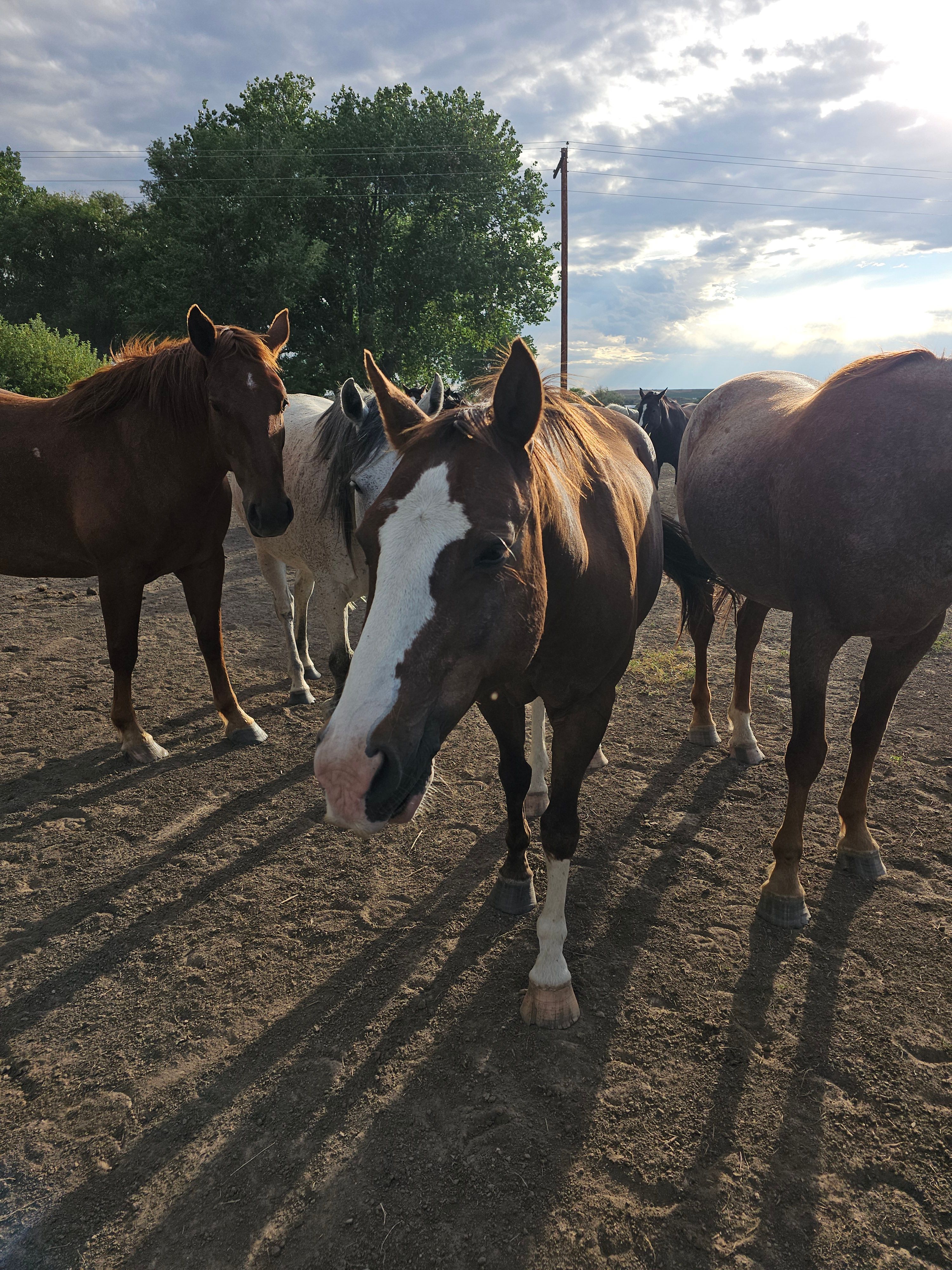 Dreamcatchers Equine Rescue Inc