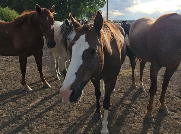 Dreamcatchers Equine Rescue Inc