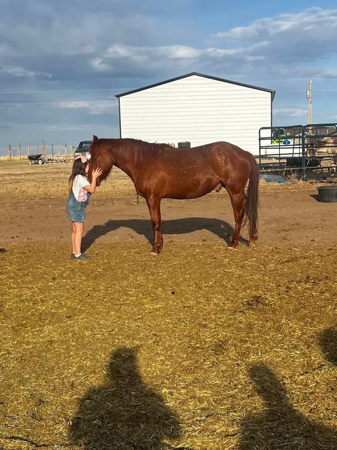 Dreamcatchers Equine Rescue Inc