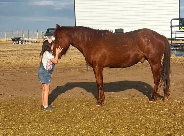 Dreamcatchers Equine Rescue Inc