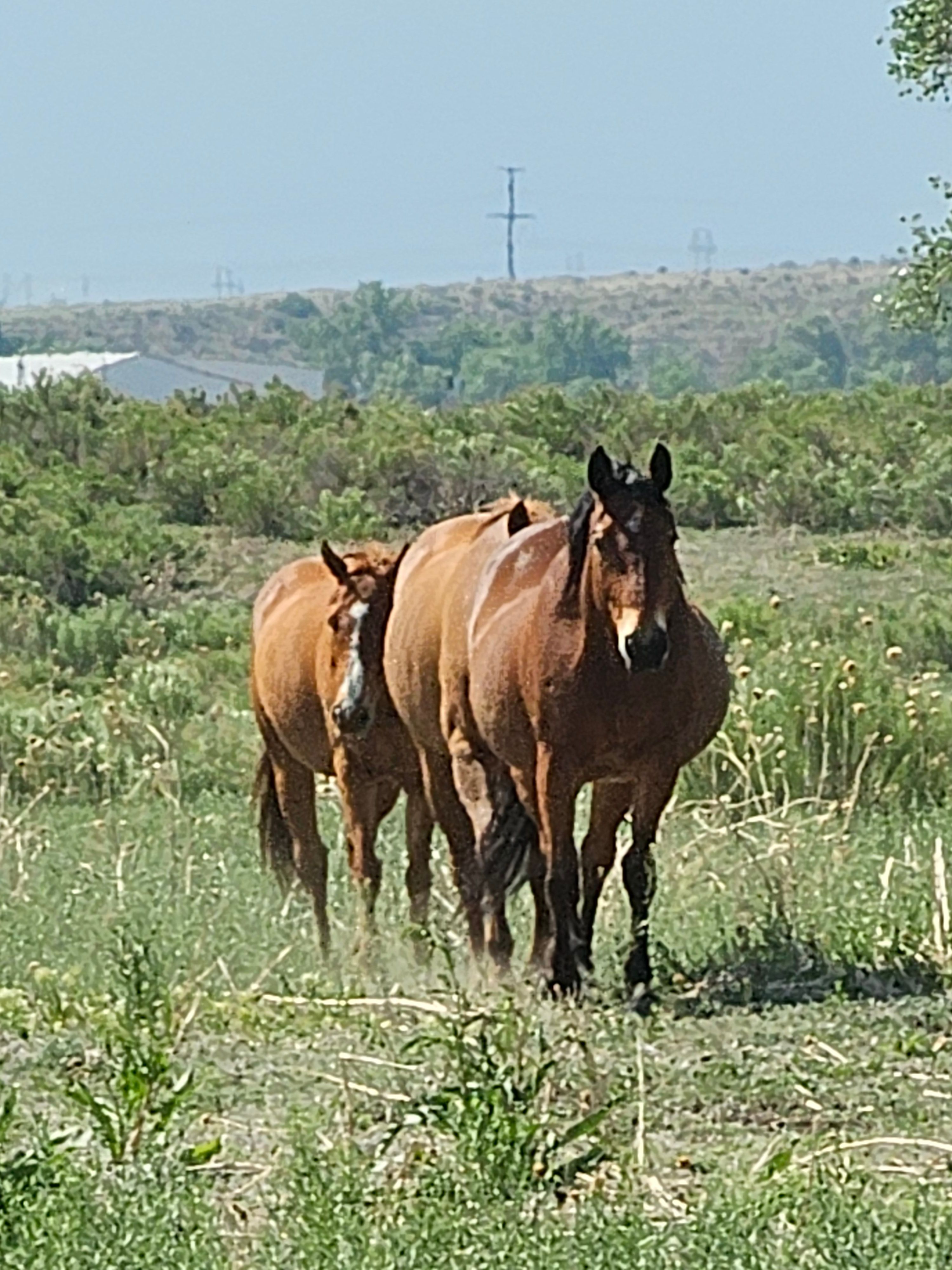 Dreamcatchers Equine Rescue Inc