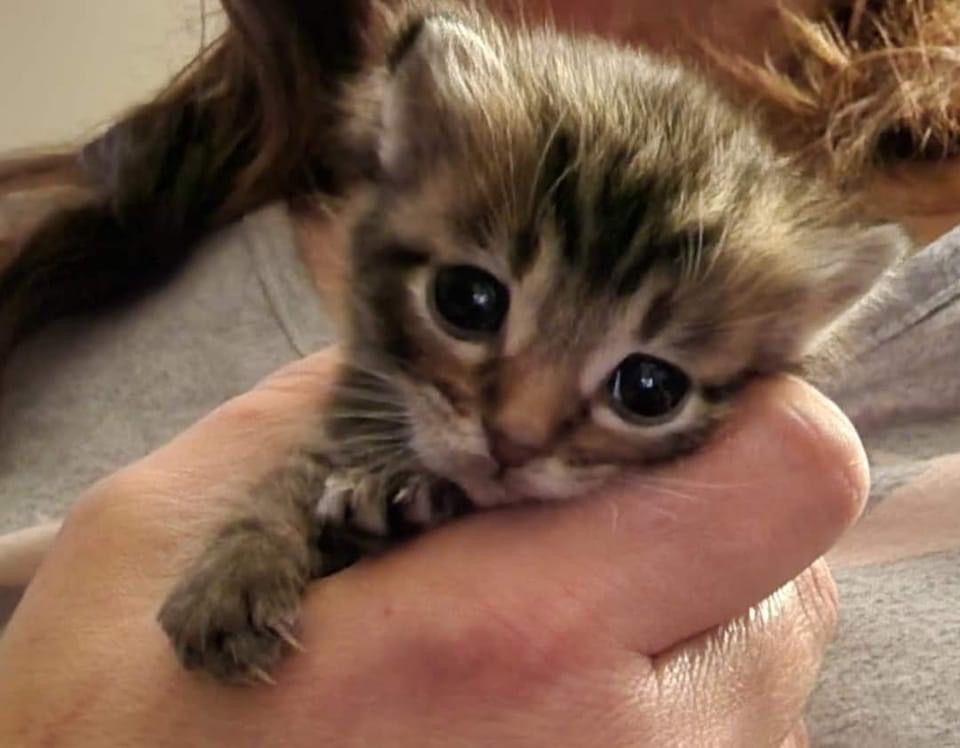 One of A Kind Pet Rescue and Spay & Neuter Clinic, Inc.