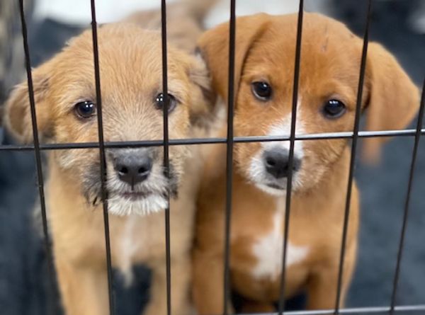 One of A Kind Pet Rescue and Spay & Neuter Clinic, Inc.