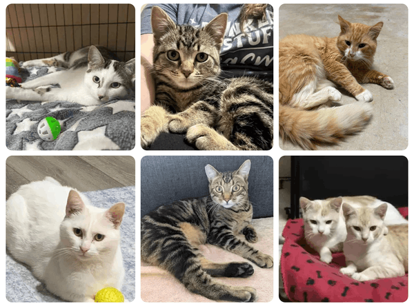 Community Helping Campbelltown Cats Inc.