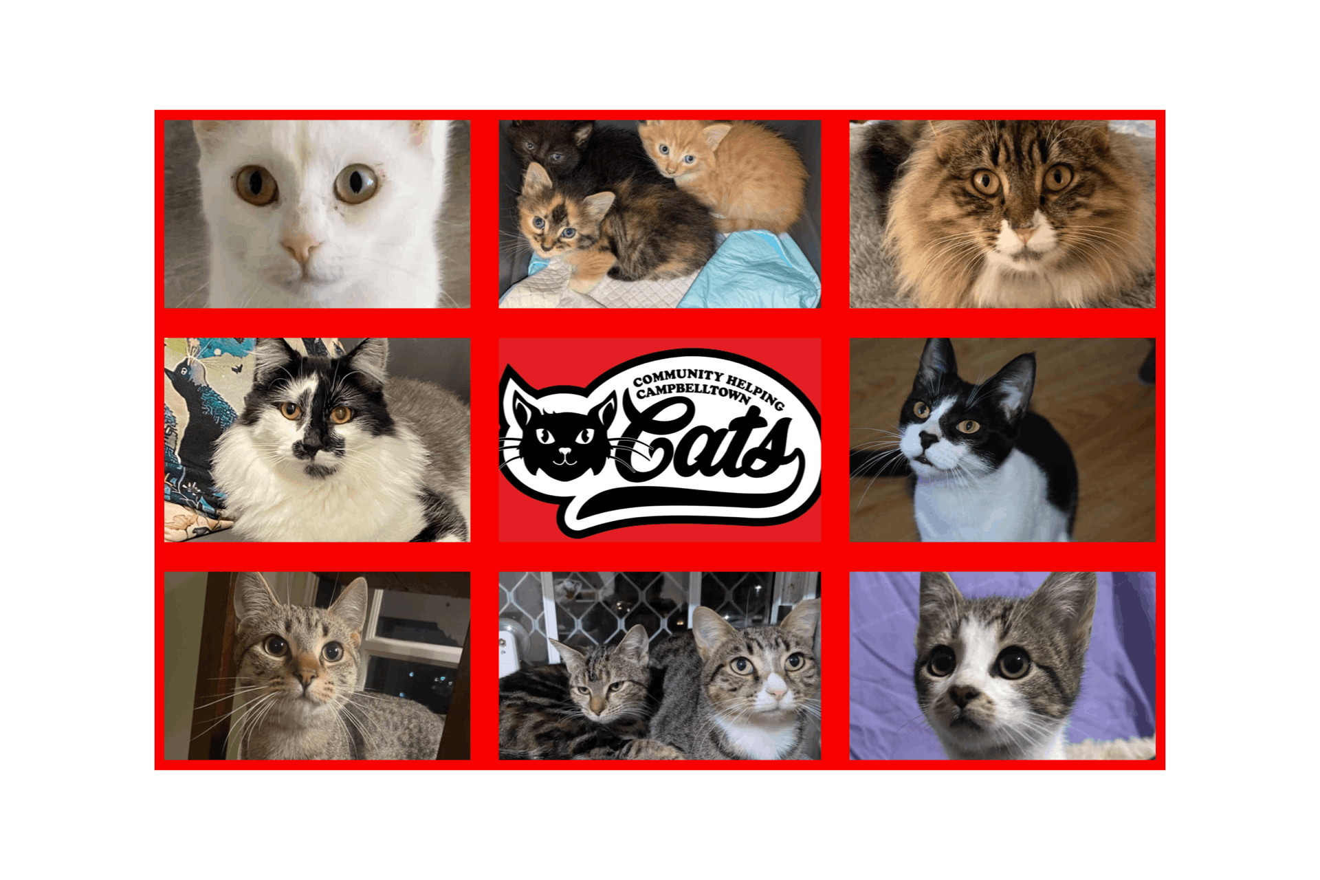 Community Helping Campbelltown Cats Inc.