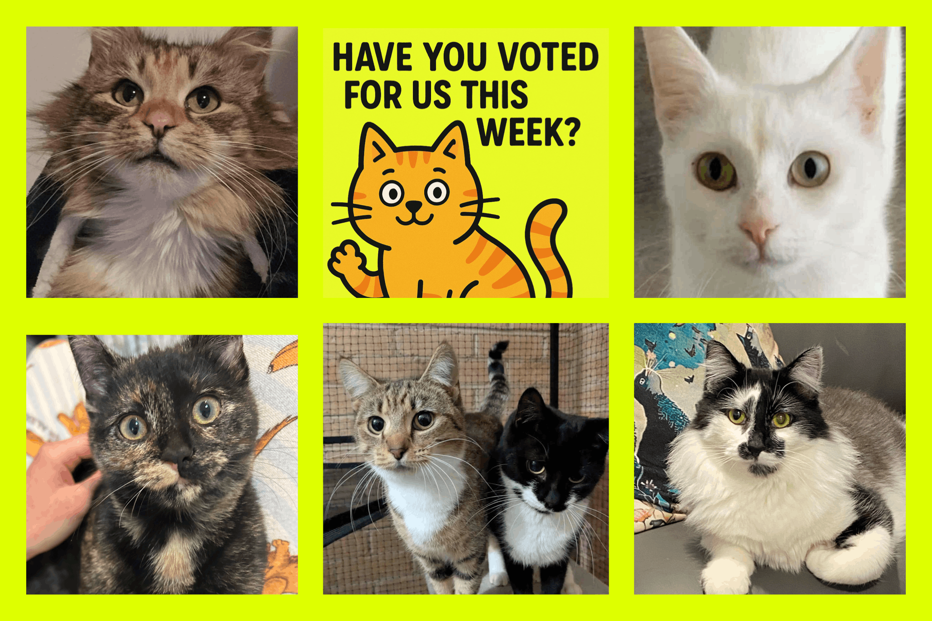 Community Helping Campbelltown Cats Inc.