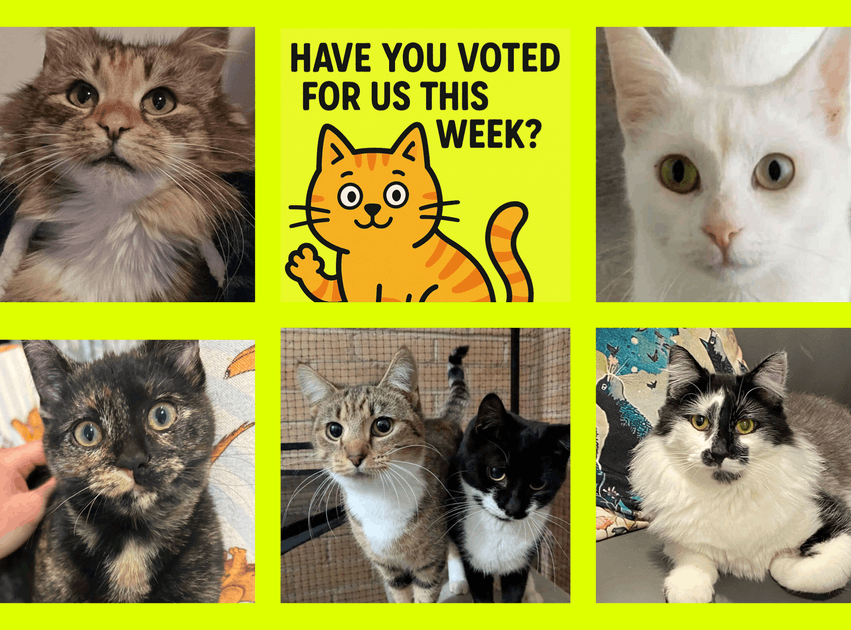 Donate To Community Helping Campbelltown Cats Inc To Share In 500 000 donate-to-community-helping-campbelltown-cats-inc-to-share-in-500-000