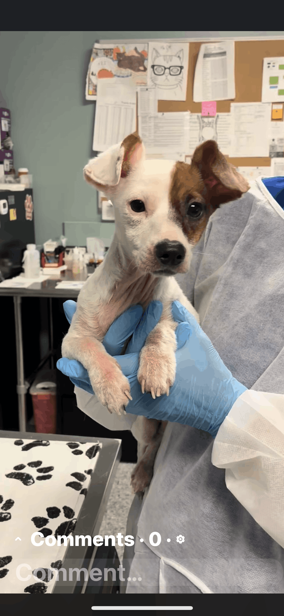 Angels Among Us Rescue and boarding