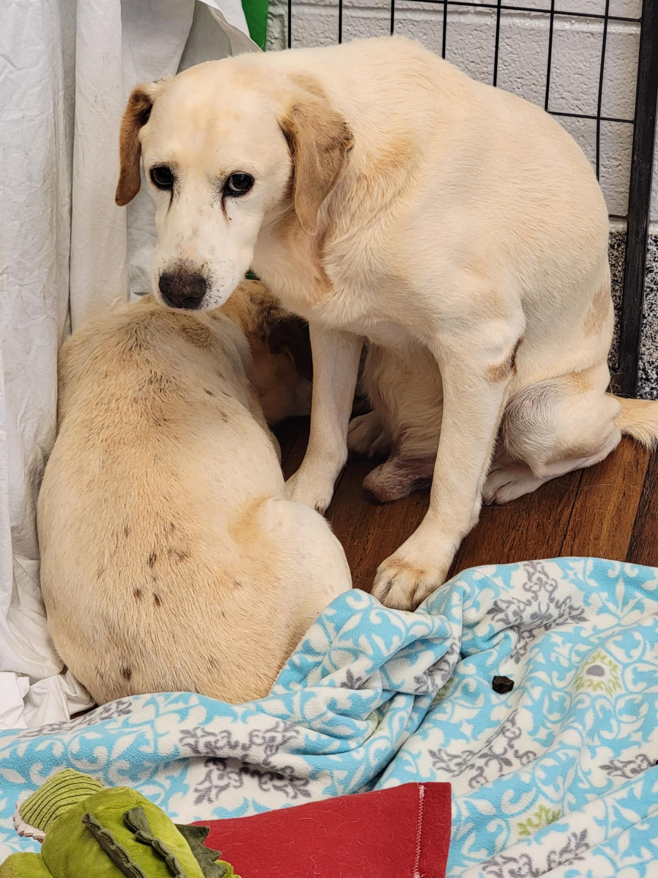 Angels Among Us Rescue and boarding