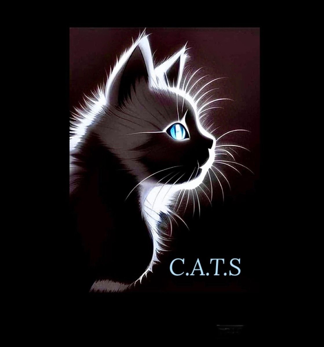 Cats Rescue Gloucestershire