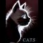 Cats Rescue Gloucestershire