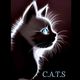Cats Rescue Gloucestershire