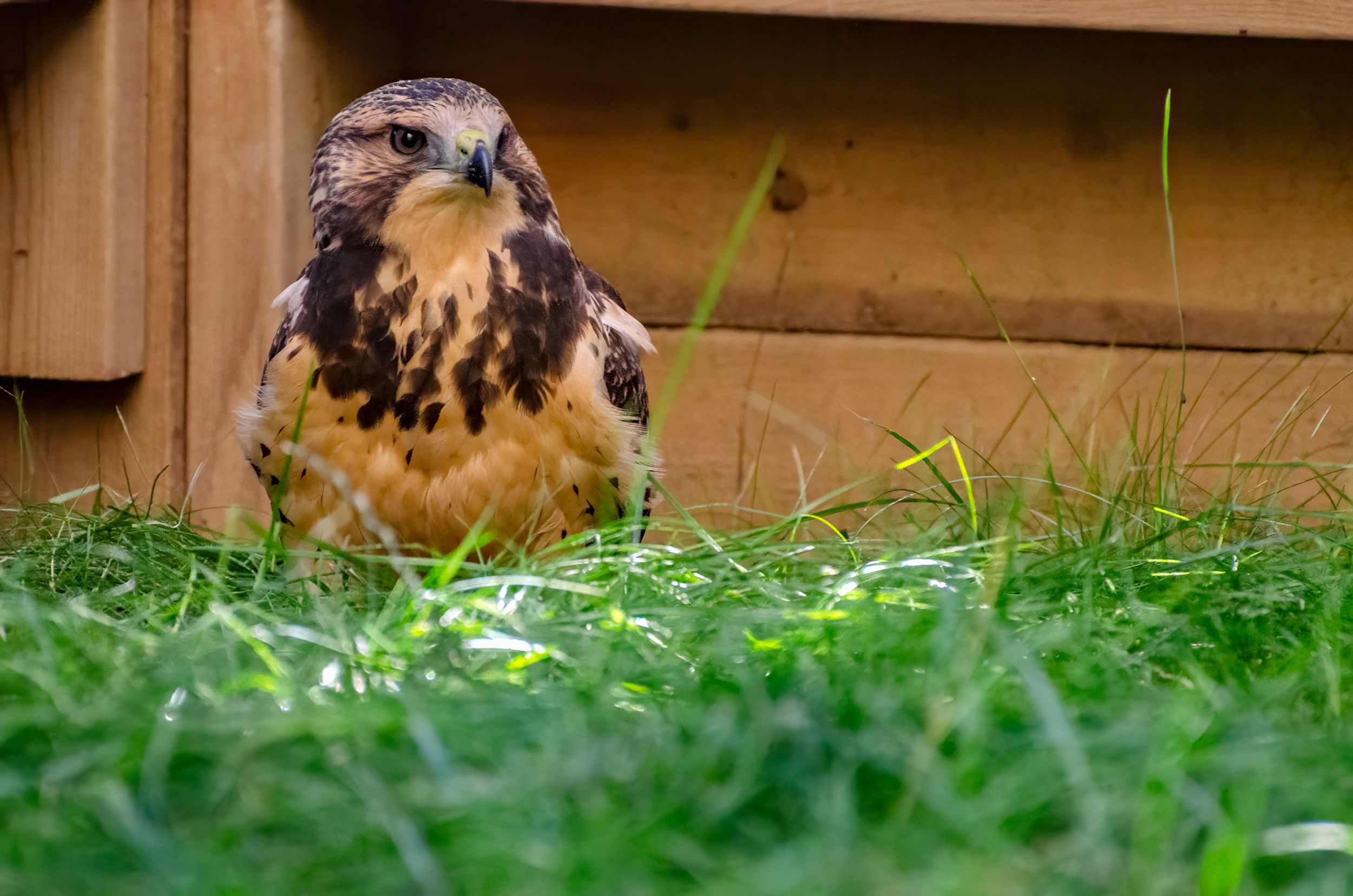 Alberta Institute for Wildlife Conservation