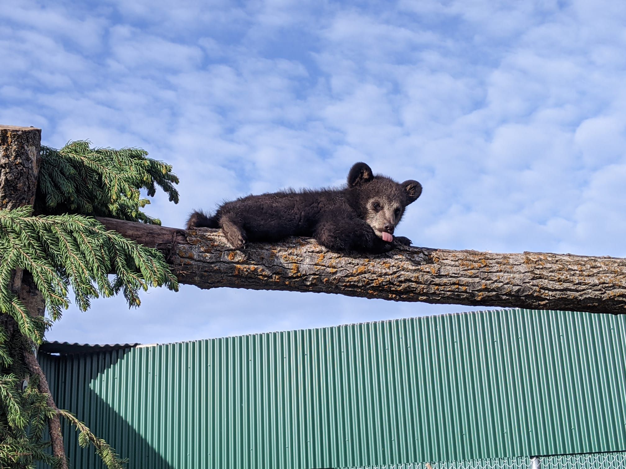 Alberta Institute for Wildlife Conservation