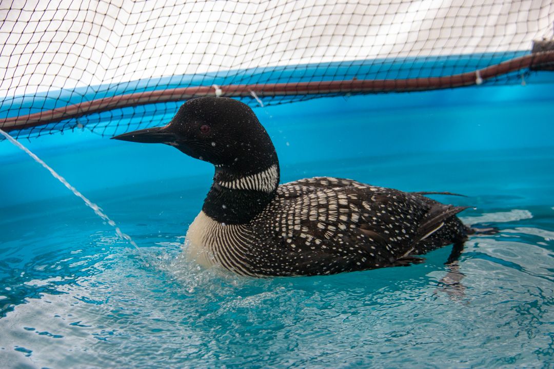 Alberta Institute for Wildlife Conservation