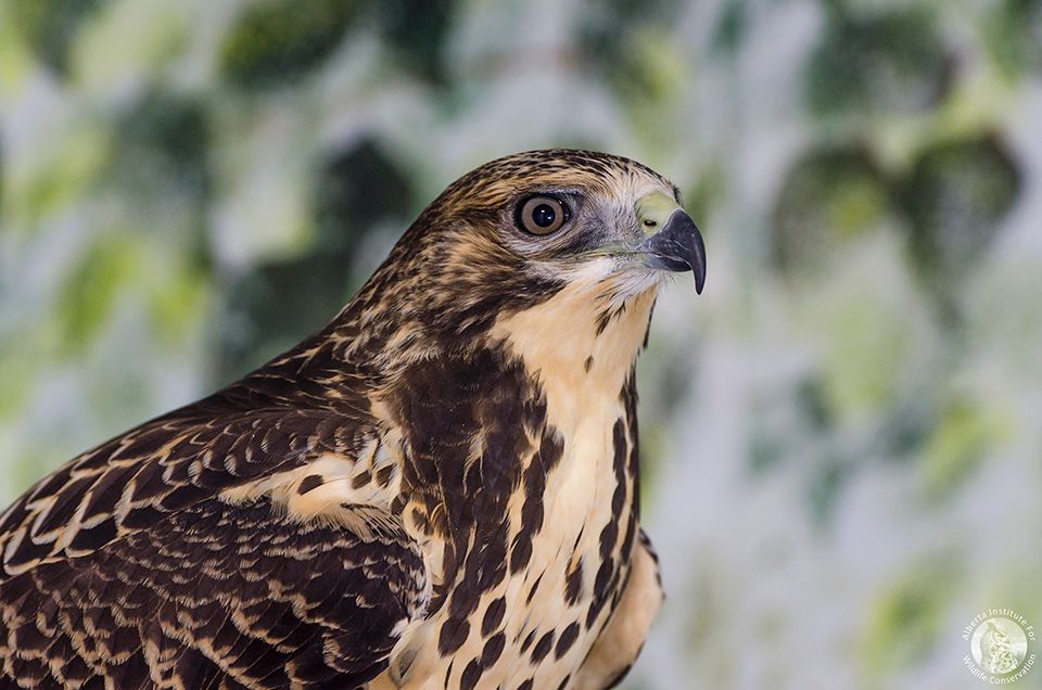 Alberta Institute for Wildlife Conservation