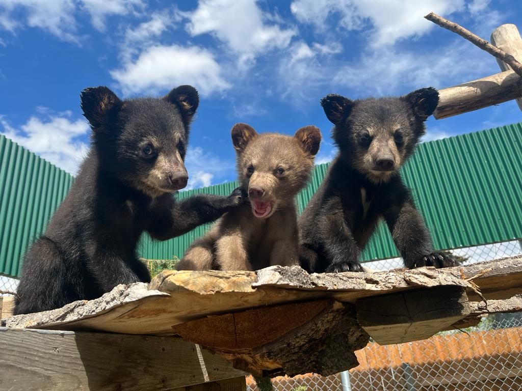 Alberta Institute for Wildlife Conservation
