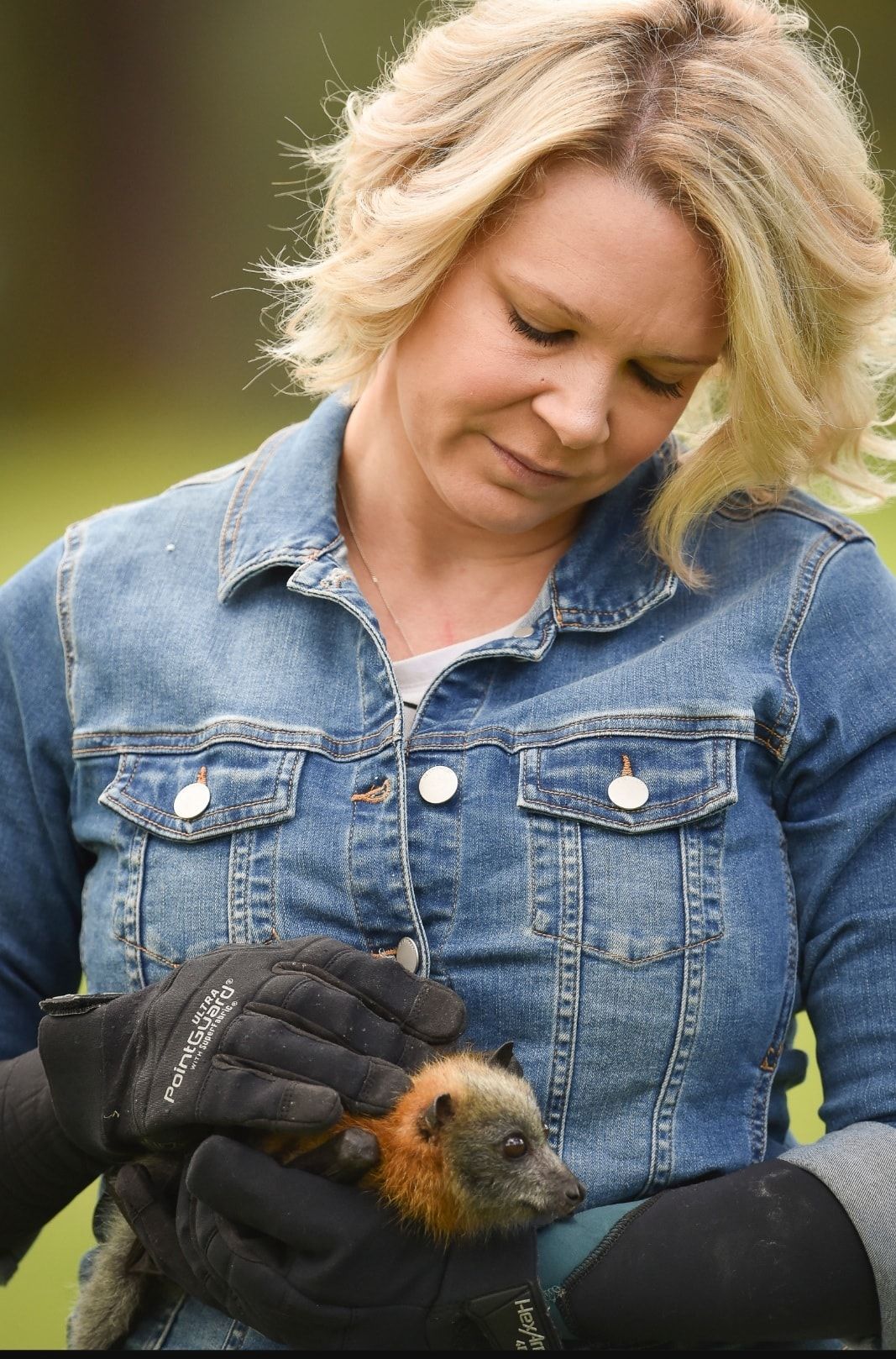 Bats of Geelong Wildlife Shelter Inc