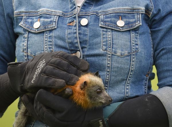 Bats of Geelong Wildlife Shelter Inc