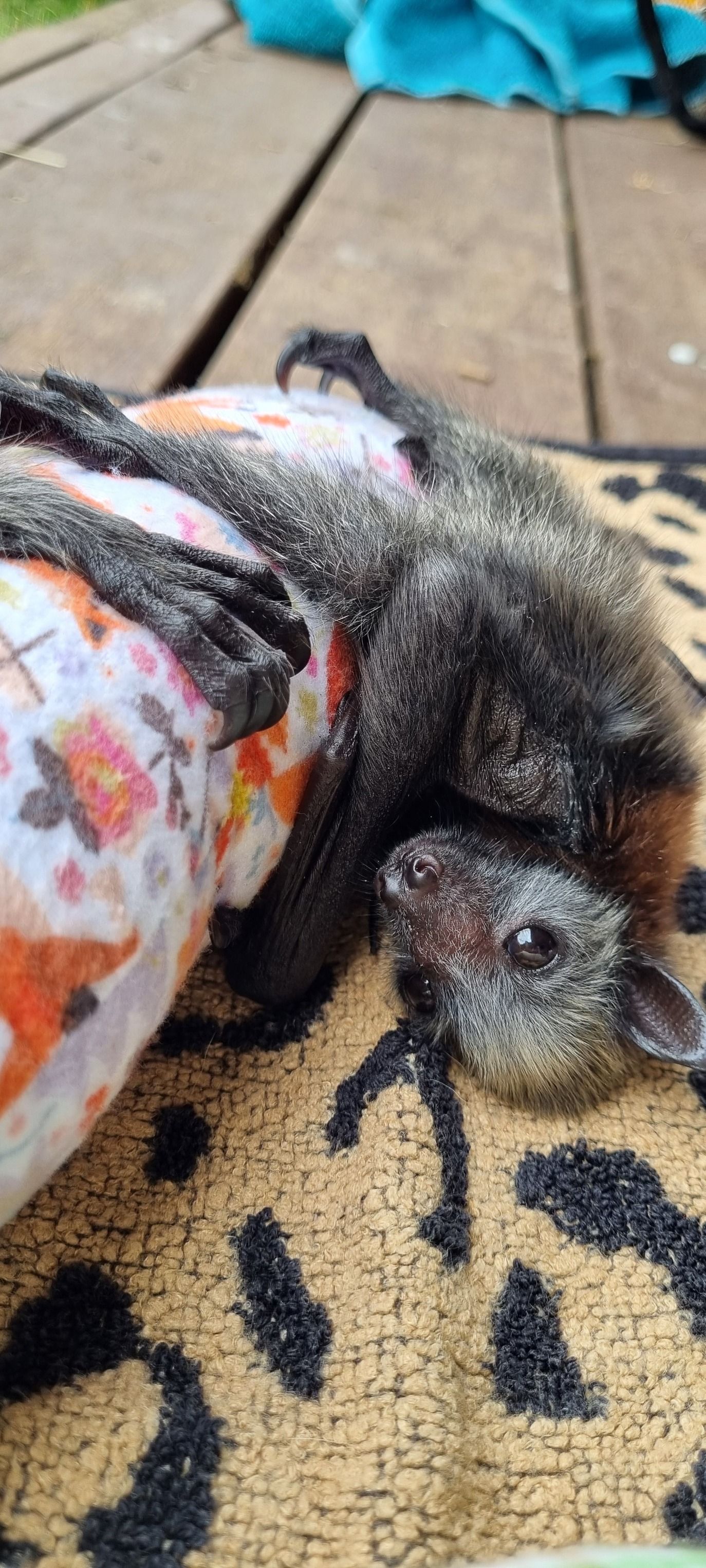 Bats of Geelong Wildlife Shelter Inc