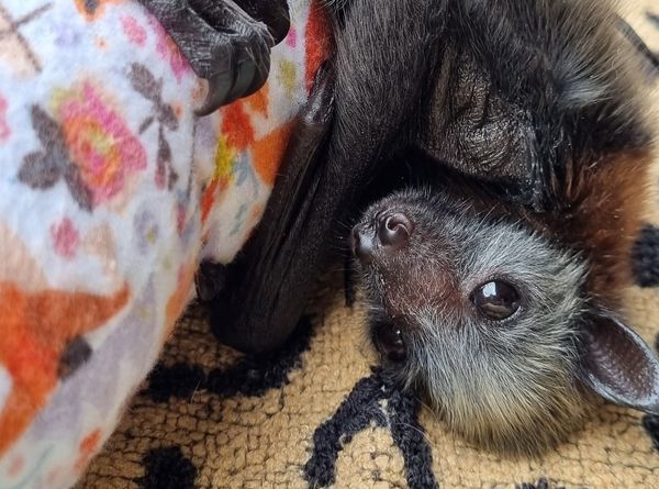 Bats of Geelong Wildlife Shelter Inc