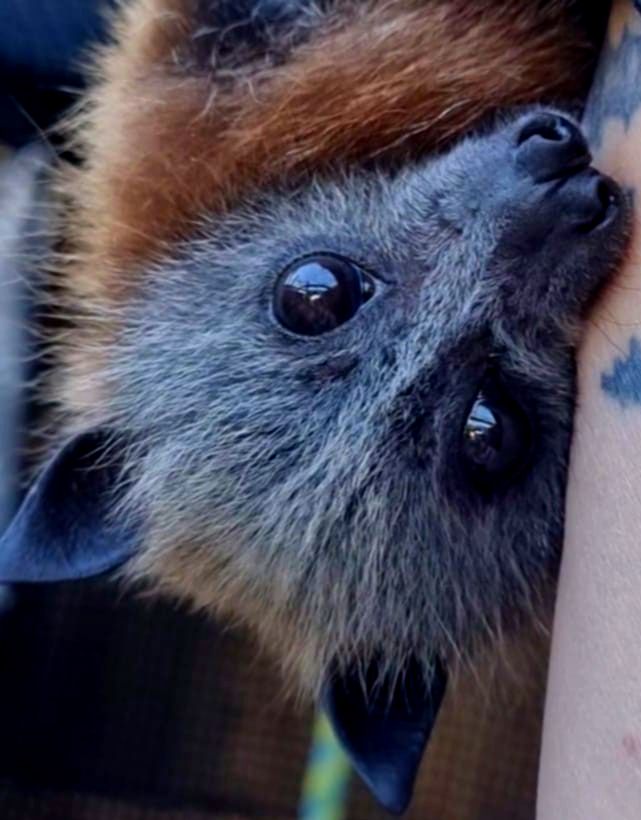 Bats of Geelong Wildlife Shelter Inc