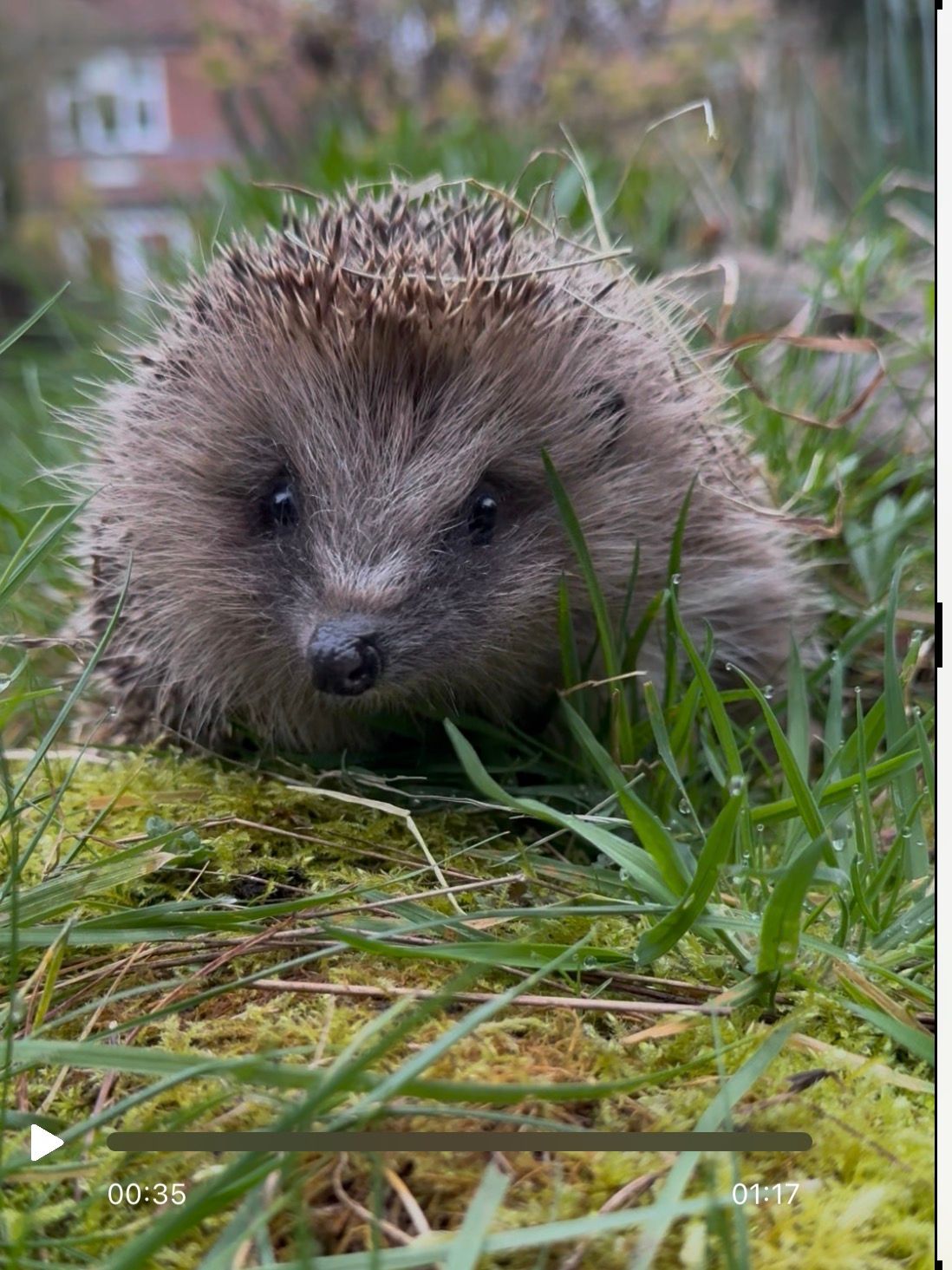 Ryston Rachel’s Hedgehog Hotel