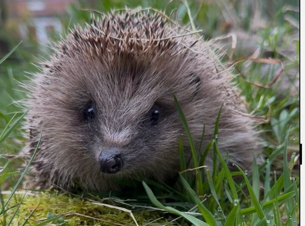 Ryston Rachel’s Hedgehog Hotel