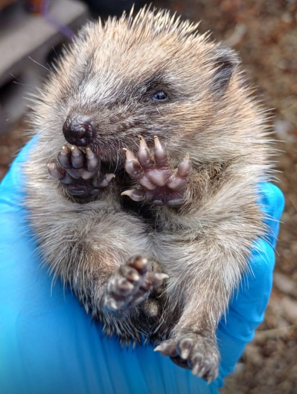 Ryston Rachel’s Hedgehog Hotel