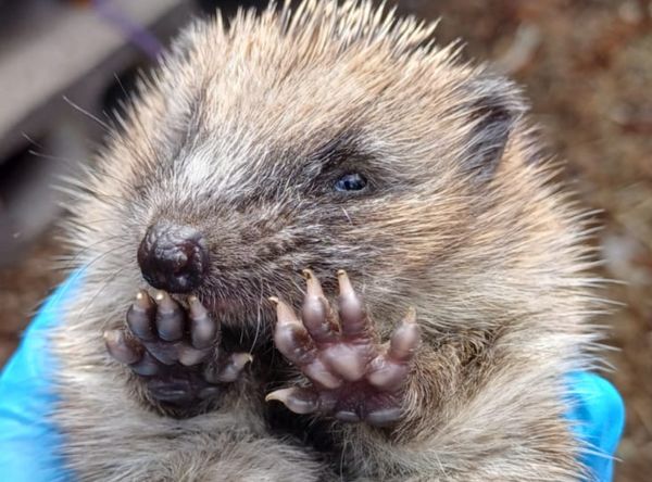 Ryston Rachel’s Hedgehog Hotel